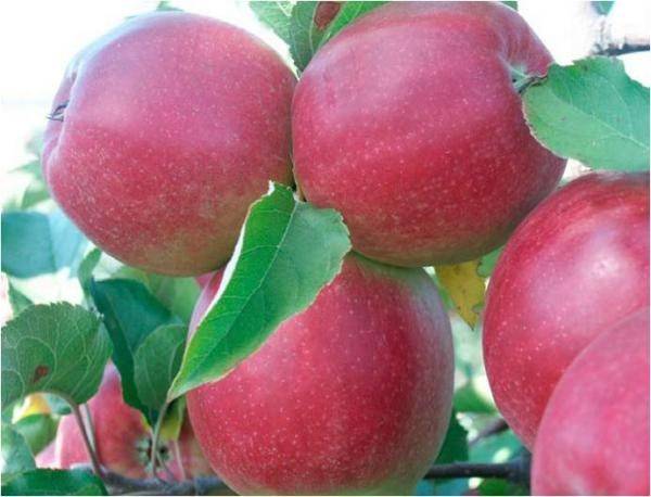 Apple tree variety Ligol: photo and description of the variety