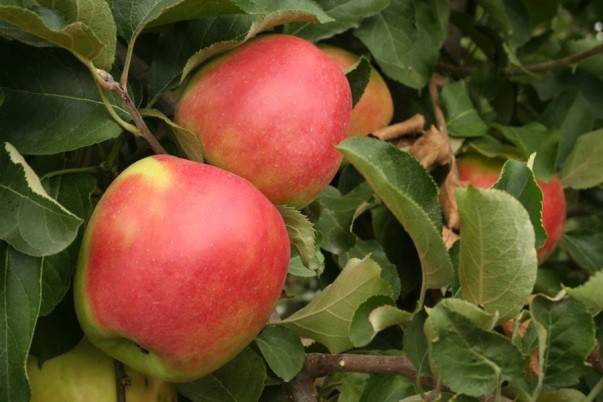 Apple tree variety Ligol: photo and description of the variety