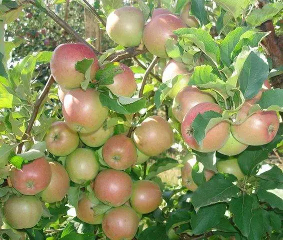 Apple tree variety Ligol: photo and description of the variety