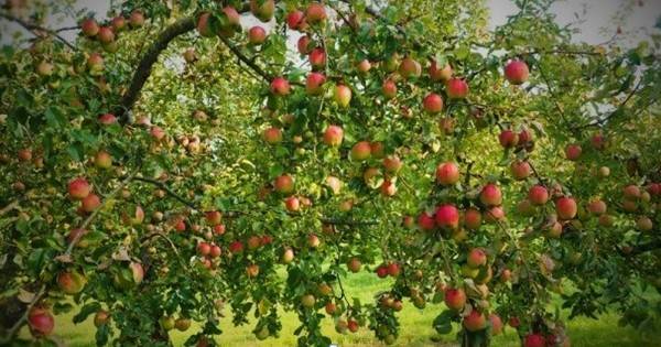 Apple tree variety Silver Hoof