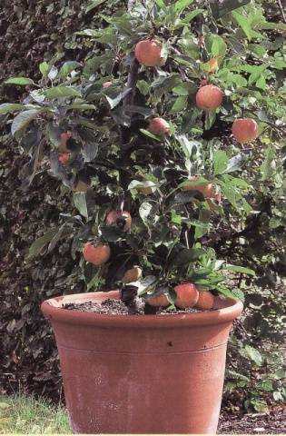 Apple tree variety Silver Hoof