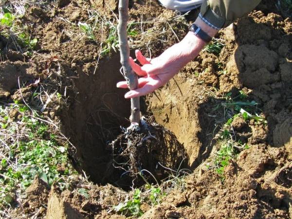 Apple tree variety Silver Hoof