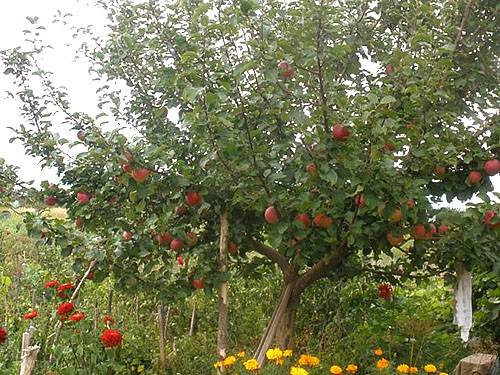 Apple tree variety Silver Hoof