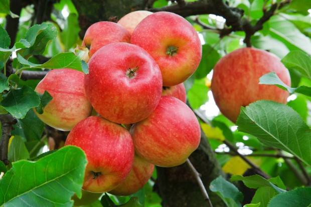 Apple tree variety Silver Hoof