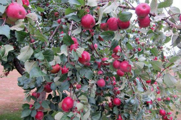 Apple tree variety Silver Hoof