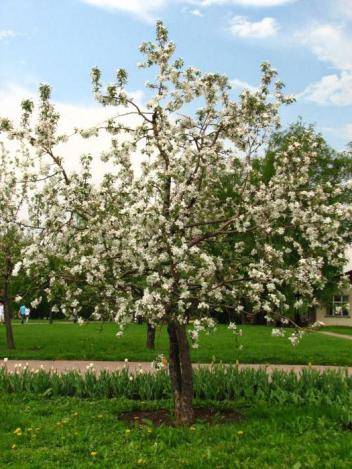 Apple tree variety Silver Hoof