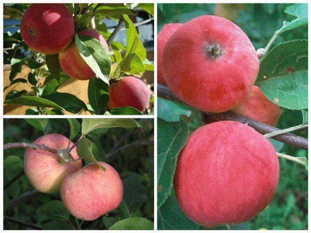 Apple tree variety Silver Hoof