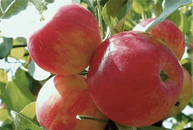 Apple tree variety Silver Hoof