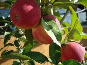 Apple tree variety Silver Hoof