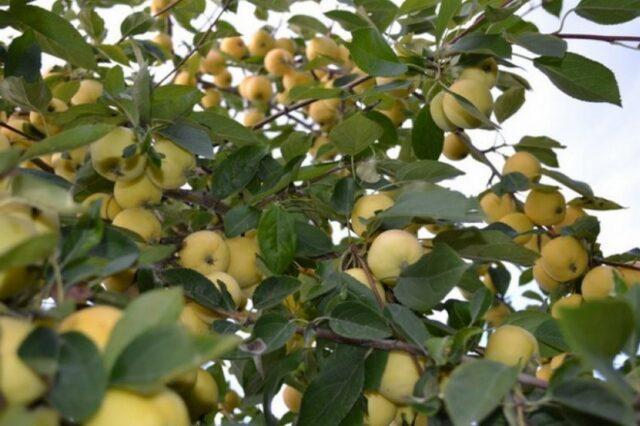 Apple tree variety Ural Bulk: photo and description