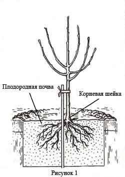 Apple tree White filling (Papirovka)