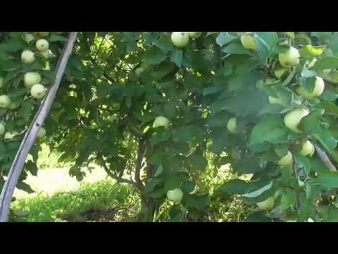 Apple tree White filling (Papirovka)