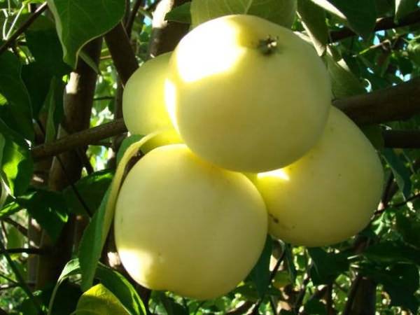 Apple tree White filling (Papirovka)