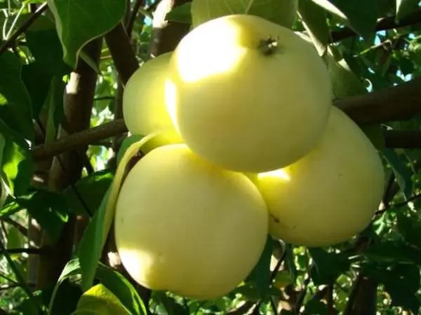 Apple tree White filling (Papirovka)