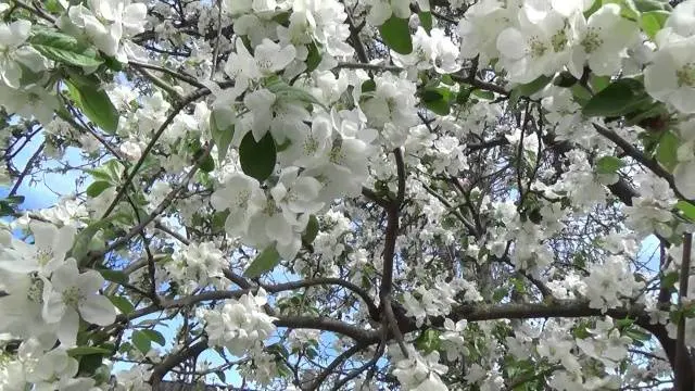 Apple tree White filling (Papirovka)