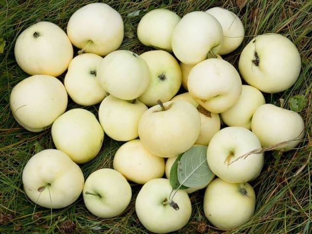 Apple tree White filling (Papirovka)