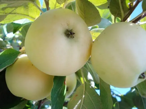 Apple tree White filling (Papirovka)