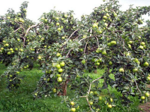 Apple tree Wonderful: description, size of an adult tree, planting, care, photos and reviews