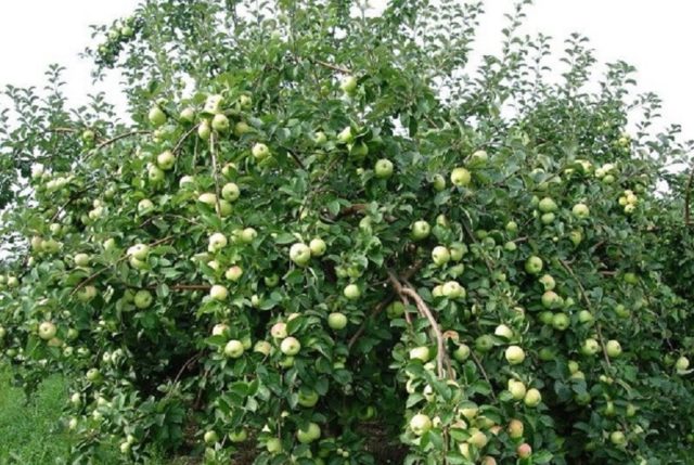 Apple tree Wonderful: description, size of an adult tree, planting, care, photos and reviews