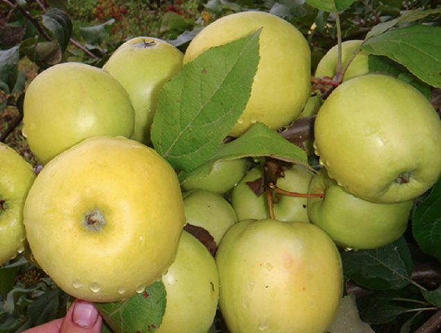 Apple tree Wonderful: description, size of an adult tree, planting, care, photos and reviews