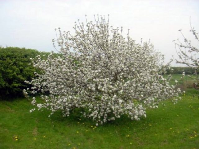 Apple tree Wonderful: description, size of an adult tree, planting, care, photos and reviews