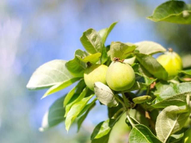 Apple tree Wonderful: description, size of an adult tree, planting, care, photos and reviews