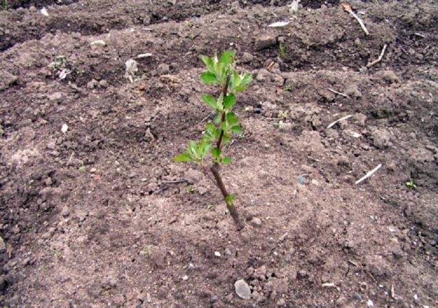 Apple tree Wonderful: description, size of an adult tree, planting, care, photos and reviews