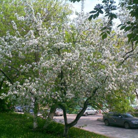 Apple tree Zhigulevskoe