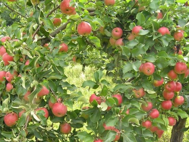 Apple tree Zhigulevskoe