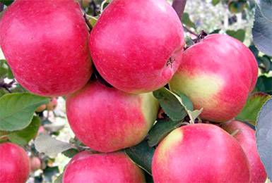 Apple tree Zhigulevskoe