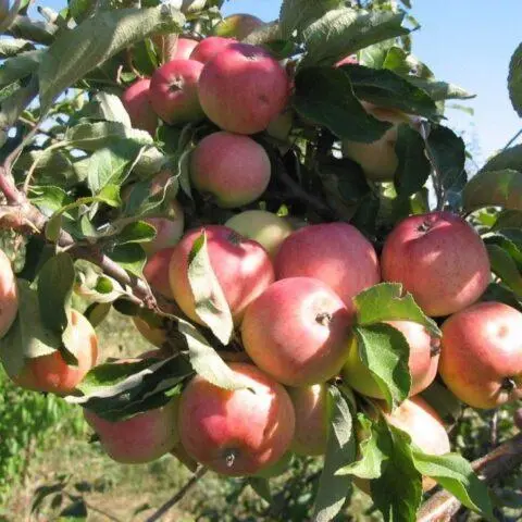 Apple trees for the Leningrad region and the North-West: the best varieties, reviews