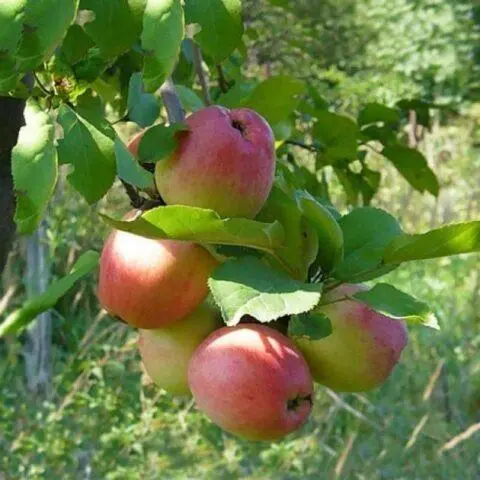 Apple trees for the Leningrad region and the North-West: the best varieties, reviews