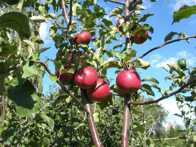 Apple trees for the Leningrad region and the North-West: the best varieties, reviews