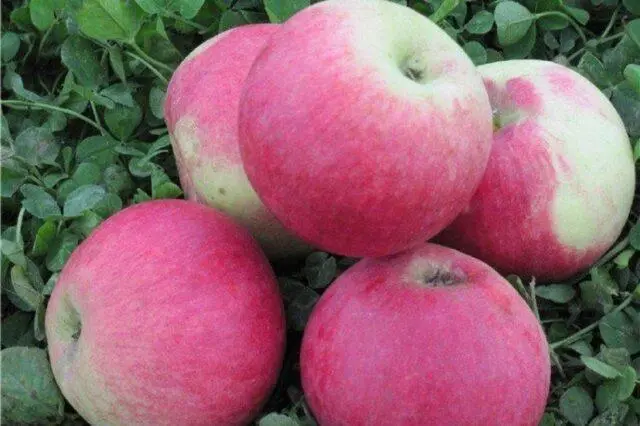 Apple trees for the Leningrad region and the North-West: the best varieties, reviews