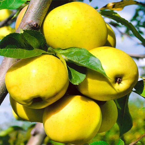 Apple trees for the Leningrad region and the North-West: the best varieties, reviews