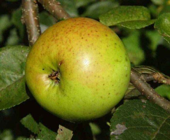 Apple trees for the Leningrad region and the North-West: the best varieties, reviews