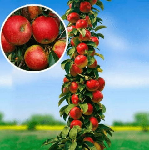 Apple trees for the Leningrad region and the North-West: the best varieties, reviews