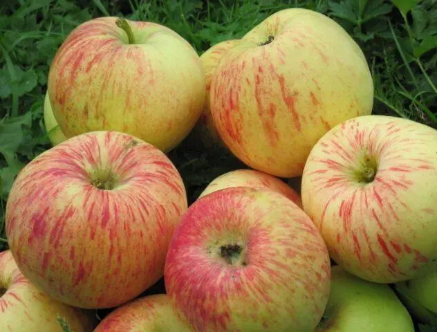 Apple trees for the Leningrad region and the North-West: the best varieties, reviews