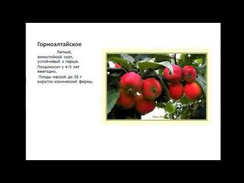 Apple trees for the Leningrad region and the North-West: the best varieties, reviews