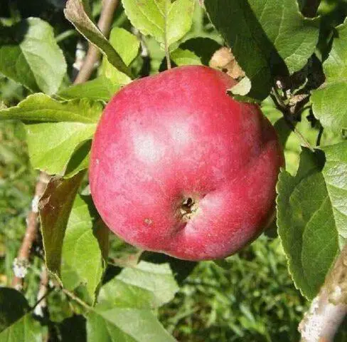 Apple trees for the Leningrad region and the North-West: the best varieties, reviews