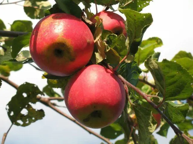 Apple trees for the Leningrad region and the North-West: the best varieties, reviews