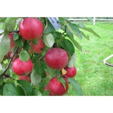 Apple trees for the Leningrad region and the North-West: the best varieties, reviews