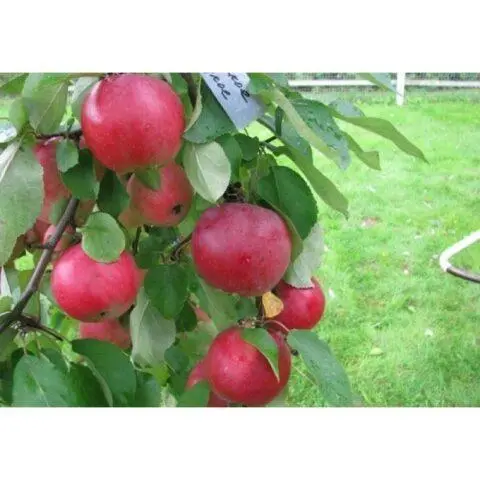 Apple trees for the Leningrad region and the North-West: the best varieties, reviews