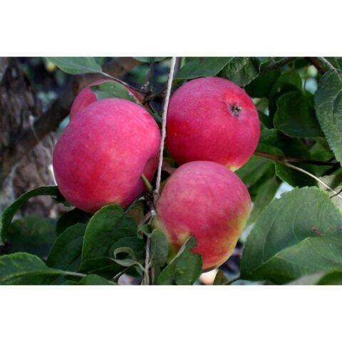 Apple trees for the Leningrad region and the North-West: the best varieties, reviews