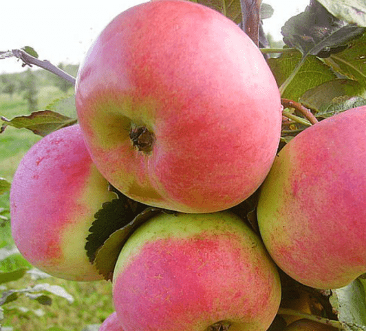 Apple trees for the Leningrad region and the North-West: the best varieties, reviews