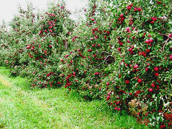 Apple trees for the Moscow region: the best varieties with a description