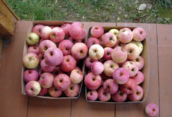 Apple trees for the Moscow region: the best varieties with a description