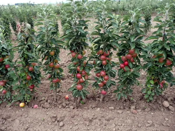 Apple trees for the Moscow region: the best varieties with a description