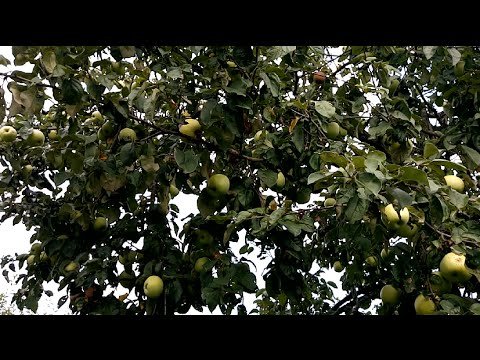 Apple trees for the Moscow region: the best varieties with a description