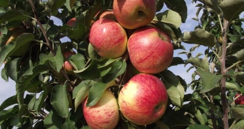 Apple trees for the Moscow region: the best varieties with a description